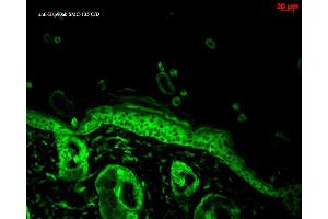 anti-Heat Shock Protein 90 alpha/beta (HSP90 alpha/beta) (AA 291-304) antibody (Atto 594)