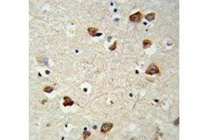 IHC analysis of FFPE mouse brain tissue stained with RPS6KB2 antibody (RPS6KB2 抗体)