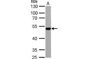 WB Image ENO3 antibody detects ENO3 protein by Western blot analysis. (ENO3 抗体)