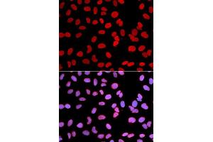 Immunofluorescence (IF) image for anti-Thymopoietin (TMPO) (AA 1-410) antibody (ABIN3016207)