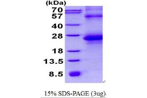 SPINT2 Protein (His tag)