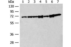 Western blot analysis of 231 cell Hela cell Jurkat cell A549 cell NIH/3T3 cell Human cerebrum tissue Mouse brain tissue lysates using HSPA2 Polyclonal Antibody at dilution of 1:200 (HSPA2 抗体)