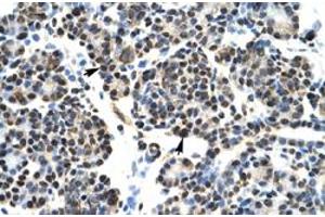 Immunohistochemical staining (Formalin-fixed paraffin-embedded sections) of human pancreas with HOXB5 polyclonal antibody  at 4-8 ug/mL working concentration. (HOXB5 抗体  (N-Term))