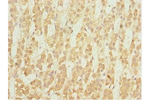 Immunohistochemistry of paraffin-embedded human adrenal gland tissue using ABIN7161775 at dilution of 1:100 (NFIL3 抗体  (AA 133-462))
