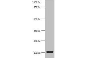 Western blot All lanes: MYLPF antibody at 2 μg/mL + Mouse skeletal muscle tissue Secondary Goat polyclonal to rabbit IgG at 1/10000 dilution Predicted band size: 20 kDa Observed band size: 20 kDa (MYLPF 抗体  (AA 2-169))