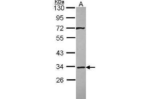 WB Image Sample (30 ug of whole cell lysate) A: A431 , 10% SDS PAGE antibody diluted at 1:3000 (Syntaxin 4 抗体)