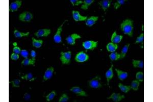 Immunofluorescence (IF) image for anti-Membrane-Spanning 4-Domains, Subfamily A, Member 2 (Fc Fragment of IgE, High Affinity I, Receptor For, beta Polypeptide) (MS4A2) (AA 1-59) antibody (ABIN7155184)