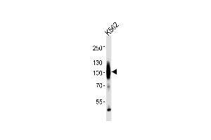 Western blot analysis of lysates from K562 cell line ,using GABA-B Receptor Antibody (ABIN483896 and ABIN1533279). (GABA B Receptor 抗体)