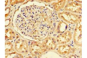 Immunohistochemistry of paraffin-embedded human kidney tissue using ABIN7151671 at dilution of 1:100 (NFE2L1 抗体  (AA 251-550))