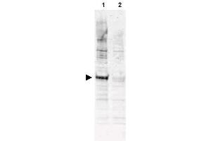 Image no. 1 for anti-Cell Division Cycle 16 Homolog (S. Cerevisiae) (CDC16) (AA 575-588), (pThr580) antibody (ABIN401306) (CDC16 抗体  (pThr580))