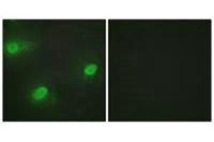 Immunofluorescence (IF) image for anti-Cleavage Stimulation Factor, 3' Pre-RNA, Subunit 2, 64kDa (CSTF2) (N-Term) antibody (ABIN7184439)
