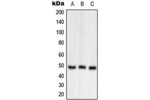 Western blot analysis of OAT expression in A549 (A), Raw264.