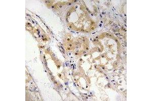 Immunohistochemical analysis of SPZ1 staining in human kidney formalin fixed paraffin embedded tissue section. (SPZ1 抗体  (N-Term))