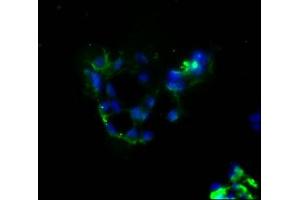 Immunofluorescence (IF) image for anti-CD274 (PD-L1) (AA 19-238) antibody (ABIN7164674)