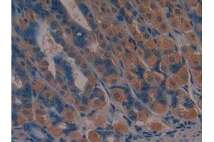 DAB staining on IHC-P; Samples: Mouse Stomach Tissue (JAG2 抗体  (AA 709-941))
