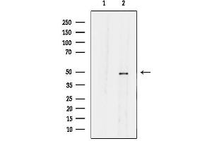 anti-Solute Carrier Family 30 (Zinc Transporter), Member 4 (SLC30A4) (Internal Region) antibody