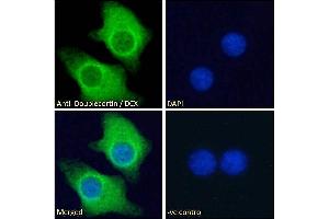 ABIN625829 Immunofluorescence analysis of paraformaldehyde fixed KNRK cells, permeabilized with 0. (Doublecortin 抗体  (AA 232-242))