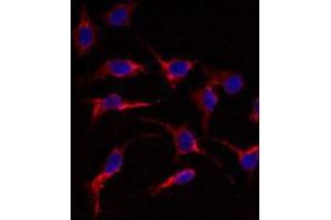 Image no. 2 for anti-ES cell expressed Ras (ERAS) (N-Term) antibody (ABIN356980) (ERAS 抗体  (N-Term))