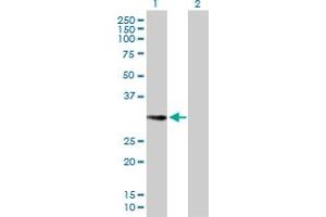Western Blot analysis of EHF expression in transfected 293T cell line by EHF MaxPab polyclonal antibody. (EHF 抗体  (AA 1-300))