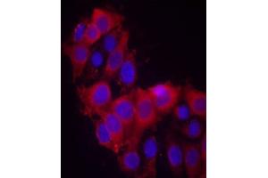 Immunofluorescence staining of methanol-fixed MCF7 cells using VEGFR2 (Ab-1214) antibody (E021078, Red) (VEGFR2/CD309 抗体)