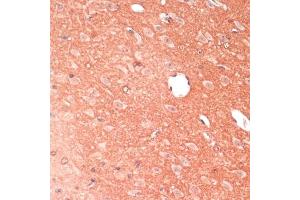 Immunohistochemistry of paraffin-embedded mouse brain using G antibody (ABIN7267516) at dilution of 1:100 (40x lens). (GAP43 抗体  (AA 1-238))