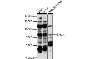 Western blot analysis of extracts of various cell lines, using FEM1A antibody (ABIN7267165) at 1:1000 dilution. (FEM1A 抗体  (AA 100-300))