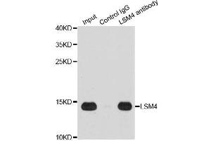 Immunoprecipitation analysis of 200ug extracts of Jurkat cells using 1ug LSM4 antibody. (LSM4 抗体  (AA 1-139))
