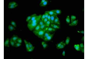 Immunofluorescence staining of HepG2 cells with ABIN7148621 at 1:266, counter-stained with DAPI. (SERPINA6 抗体  (AA 23-405))