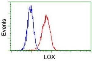 Image no. 2 for anti-Lysyl Oxidase (LOX) (AA 22-168) antibody (ABIN1491216) (LOX 抗体  (AA 22-168))
