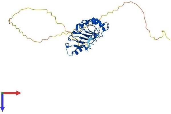 ANP32E Protein (AA 1-268) (His tag)