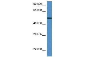 Western Blot showing Zfp275 antibody used at a concentration of 1. (ZNF275 抗体  (Middle Region))