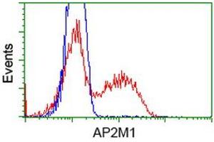 HEK293T cells transfected with either RC201377 overexpress plasmid (Red) or empty vector control plasmid (Blue) were immunostained by anti-AP2M1 antibody (ABIN2454657), and then analyzed by flow cytometry. (AP2M1 抗体  (AA 97-383))