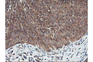 Image no. 2 for anti-Ubiquitin Specific Peptidase 10 (USP10) antibody (ABIN1501688) (USP10 抗体)