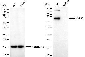 Western blotting analysis using HSPA2 antibody (ABIN7798853).