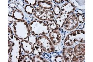 Immunohistochemical staining of paraffin-embedded Kidney tissue using anti-FKBP1A mouse monoclonal antibody. (FKBP1A 抗体)