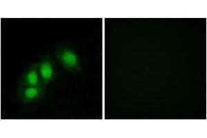 Immunofluorescence analysis of HeLa cells, using HINT1 Antibody. (HINT1 抗体  (AA 71-120))