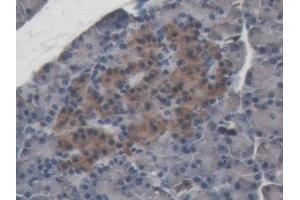 Detection of ABP1 in Porcine Pancreas Tissue using Polyclonal Antibody to Amiloride Binding Protein 1 (ABP1) (DAO 抗体  (AA 27-113))