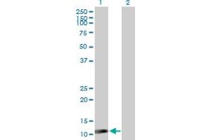 Western Blot analysis of ISG15 expression in transfected 293T cell line by ISG15 MaxPab polyclonal antibody. (ISG15 抗体  (AA 1-165))