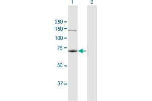 Western Blot analysis of RPA1 expression in transfected 293T cell line by RPA1 MaxPab polyclonal antibody. (RPA1 抗体  (AA 1-616))