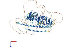 AlphaFold protein structure predicition of Mouse Recombinant Plekhh1 Protein, UniprotID Q80TI1