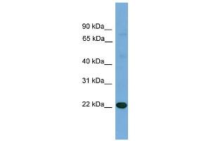 WB Suggested Anti-IL17D Antibody Titration: 0. (IL17D 抗体  (N-Term))