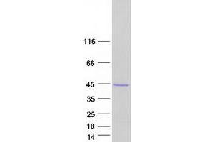 Western Blotting (WB) image for Peroxisomal Biogenesis Factor 19 (PEX19) (Transcript Variant 2) protein (Myc-DYKDDDDK Tag) (ABIN2728715)