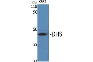Western Blot (WB) analysis of specific cells using DHS Polyclonal Antibody. (DHPS 抗体  (Internal Region))