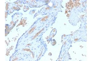 Formalin-fixed, paraffin-embedded human Pancreas stained with Spectrin alpha 1 Rabbit Recombinant Monoclonal Antibody (SPTA1/2939R). (Recombinant SPTA1 抗体  (AA 356-475))