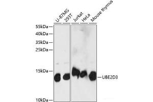 Western blot analysis of extracts of various cell lines using UBE2D3 Polyclonal Antibody at dilution of 1:1000. (UBE2D3 抗体)