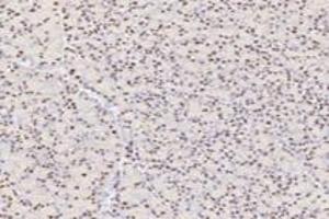 Immunohistochemistry analysis of paraffin-embedded rat pancreas using,TPRKB (ABIN7075943) at dilution of 1: 4200 (TPRKB 抗体)