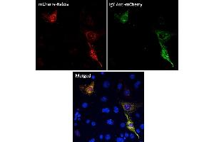 Immunofluorescence (IF) image for Chicken anti-Chicken IgY antibody (DyLight 488) (ABIN7273052) (小鸡 anti-小鸡 IgY Antibody (DyLight 488))