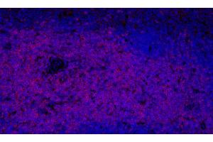 Immunofluorescence analysis of paraffin-embedded mouse spleen using THY1 Polyclonal Antibody at dilution of 1:300. (CD90 抗体)