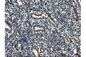 Image no. 13 for anti-Non-POU Domain Containing, Octamer-Binding (NONO) (AA 184-385) antibody (ABIN1491073)