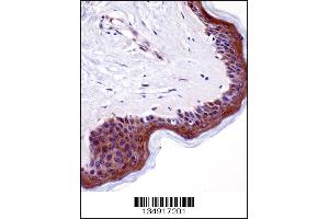 LSM14A Antibody immunohistochemistry analysis in formalin fixed and paraffin embedded human skin tissue followed by peroxidase conjugation of the secondary antibody and DAB staining. (LSM14A 抗体  (C-Term))